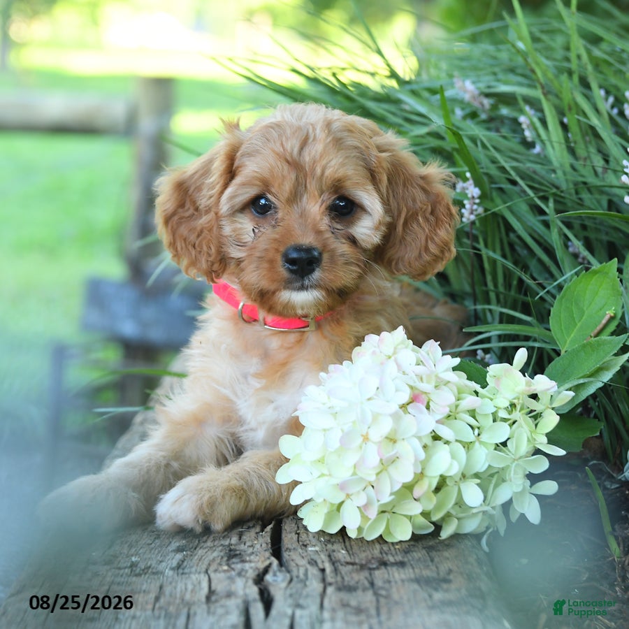 Cavapoo dogs Cutie - Ad 2