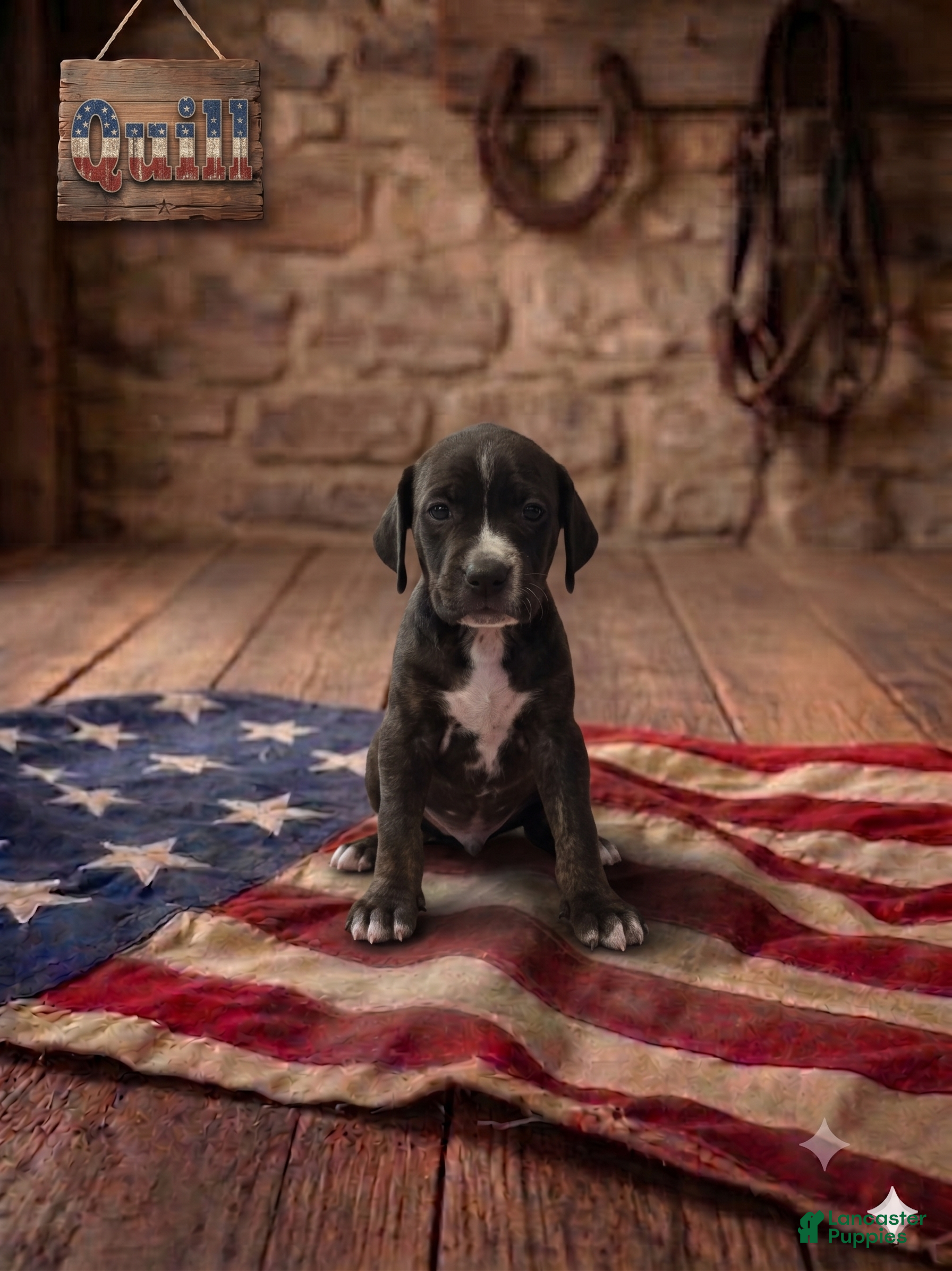 Catahoula Leopard Dog dogs Quill - Ad 1