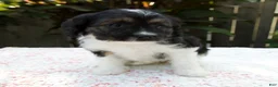 Cavapoo dogs for sale: Faith - Ad 3