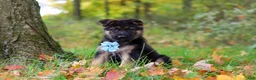 German Shepherd dogs for sale: Richard - Ad 4