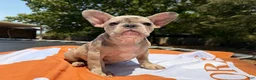 French Bulldog dogs for sale: Ron - Ad 4