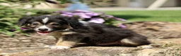Miniature Australian Shepherd dogs for sale: Tyler  - Ad 3