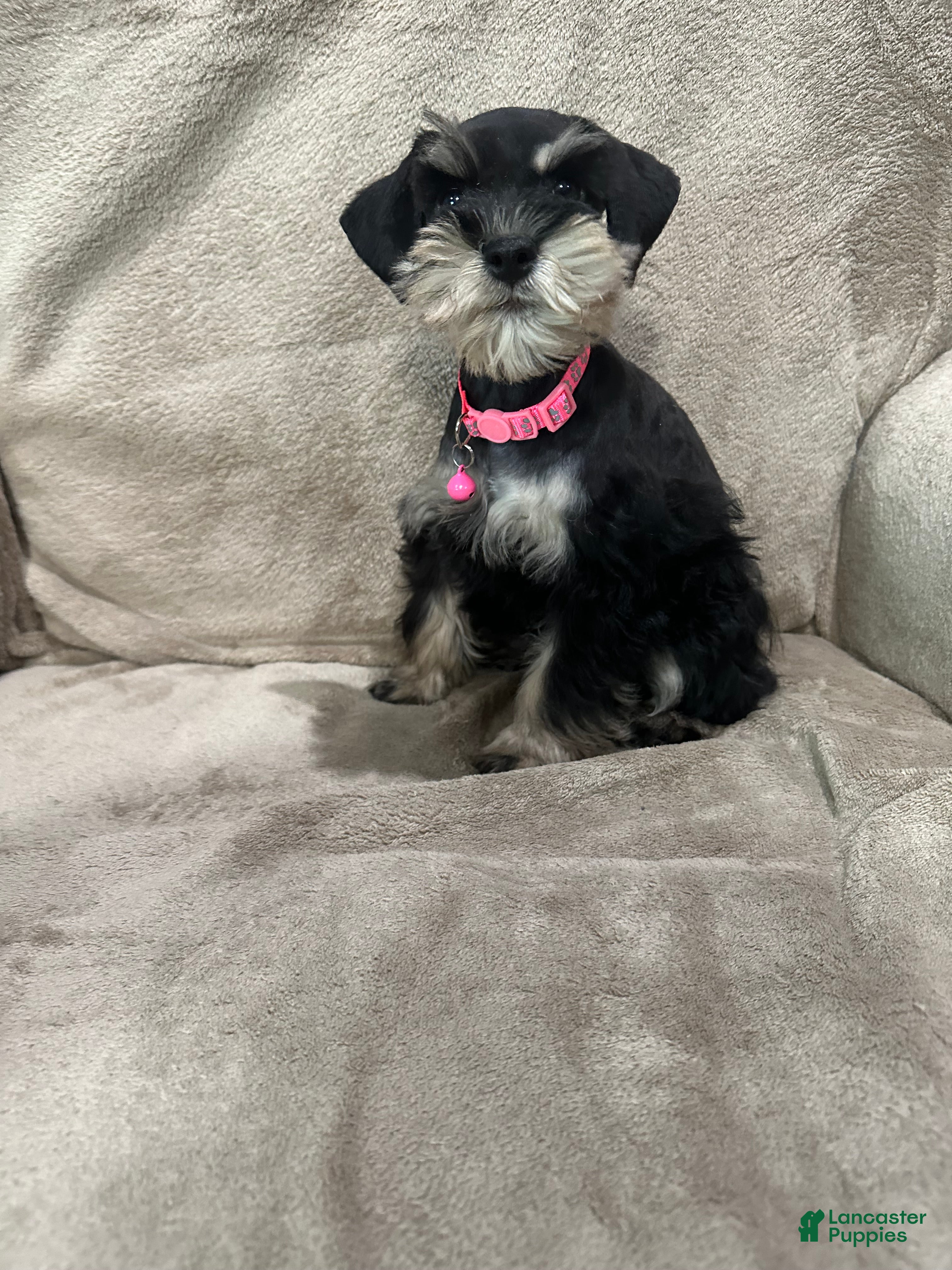 Miniature Schnauzer dogs Ellie - Ad 2