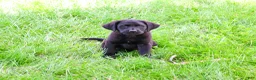 Labrador Retriever dogs for sale: Iridessa  - Ad 10