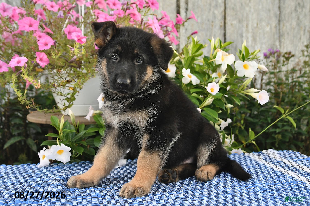 German Shepherd dogs Archie - Ad 1