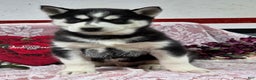 Siberian Husky dogs for sale: Kylan - Ad 4