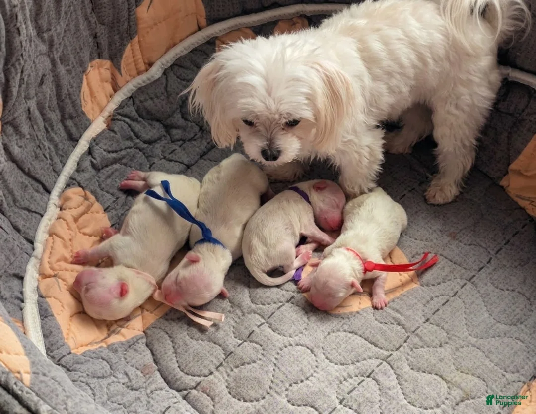 Maltese dogs for sale: Casper - Ad 2