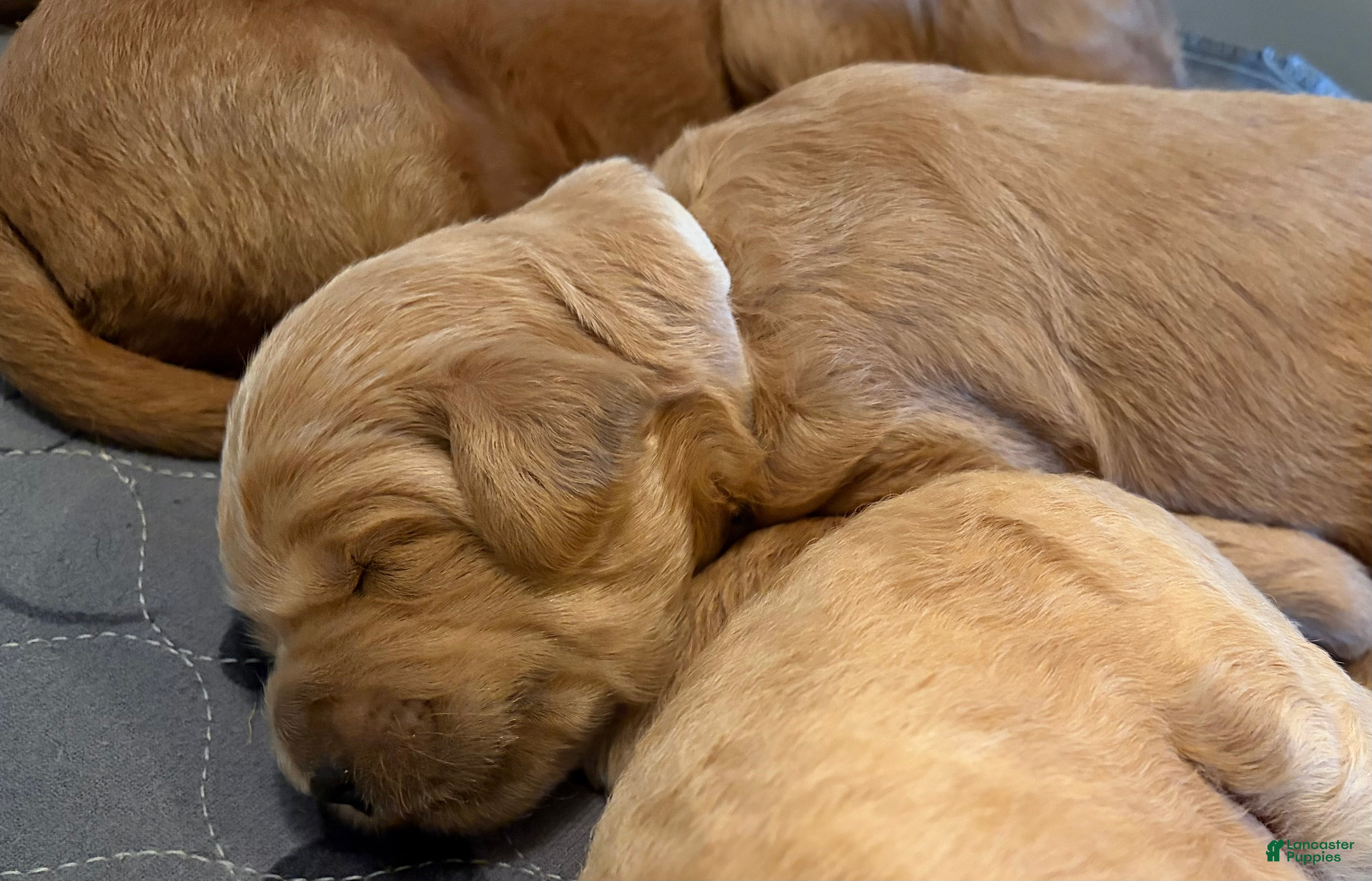Goldendoodle dogs Hazel - Ad 1