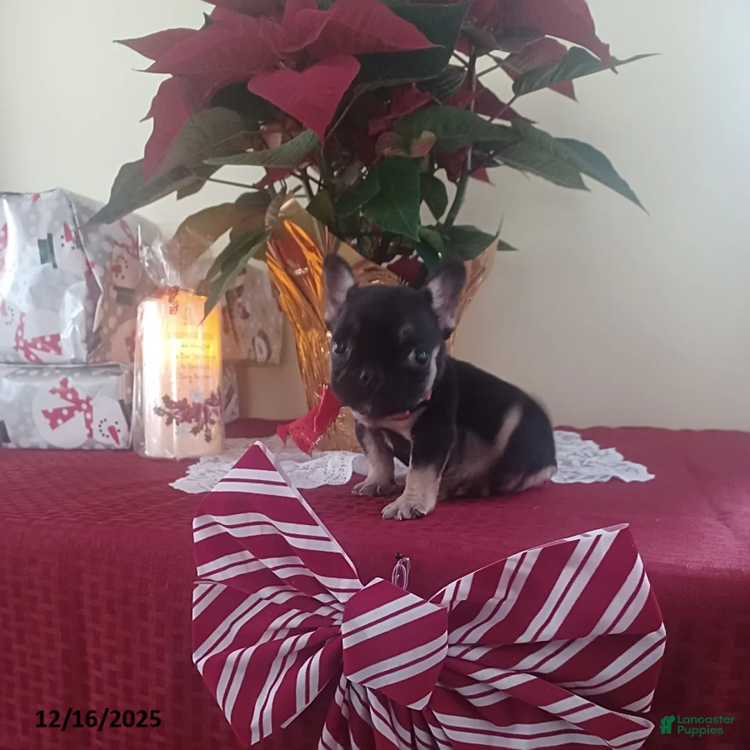 French Bulldog dogs for sale: Mrs Tiny - Ad 1