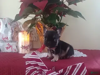 French Bulldog dogs Mrs Tiny - Ad 22