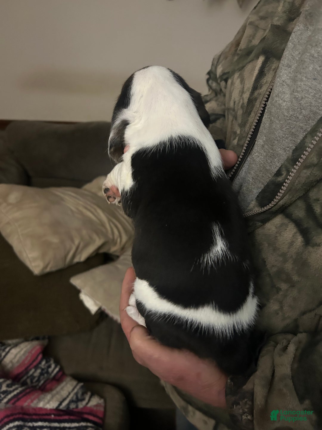 Beagle dogs for sale: Beagle Puppy 1 - Ad 3