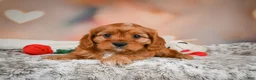 Cavapoo dogs for sale: LUNA - Ad 8