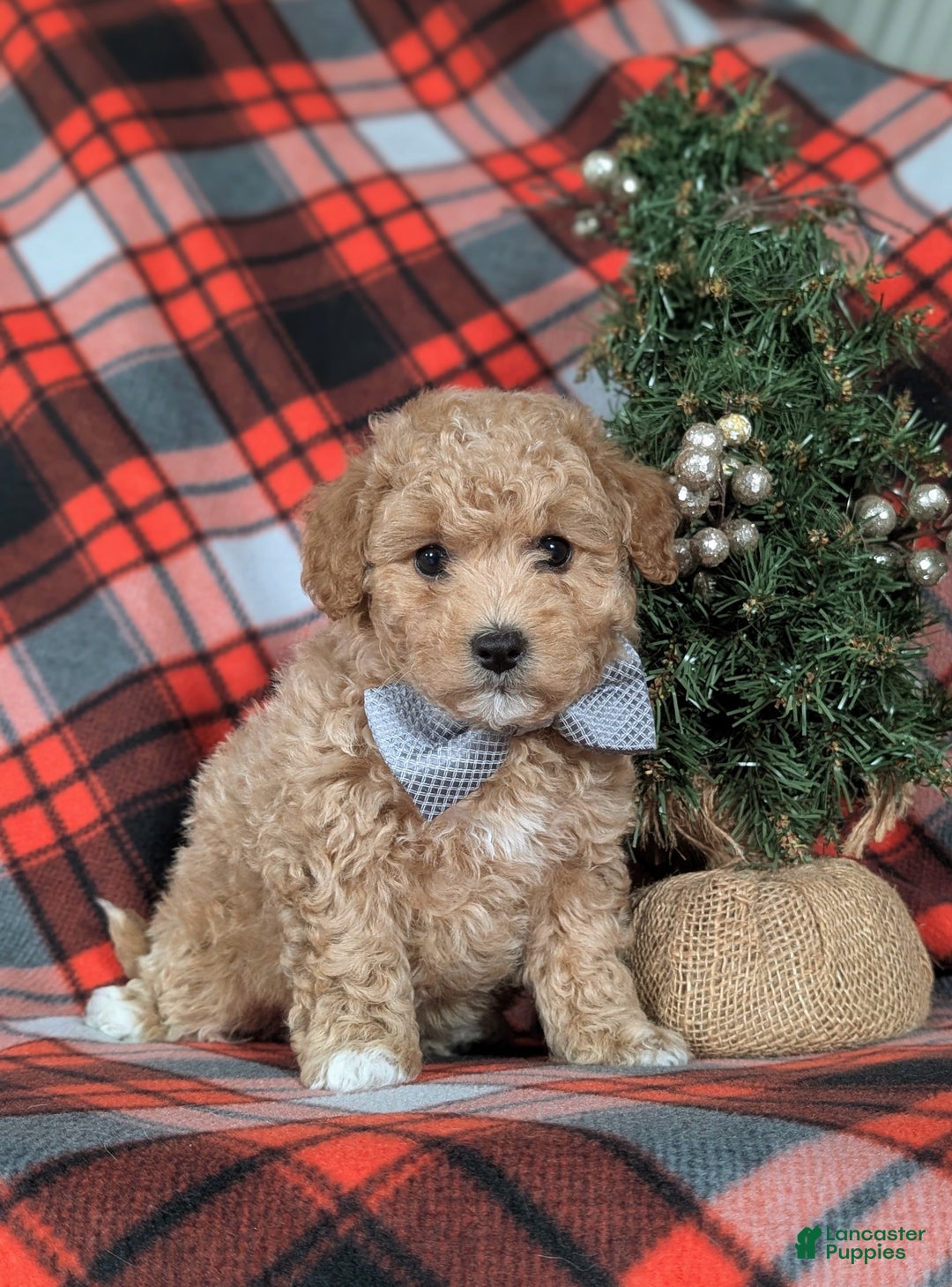 Havapoo dogs for sale: Bigsby Ready for Christmas! - Ad 2