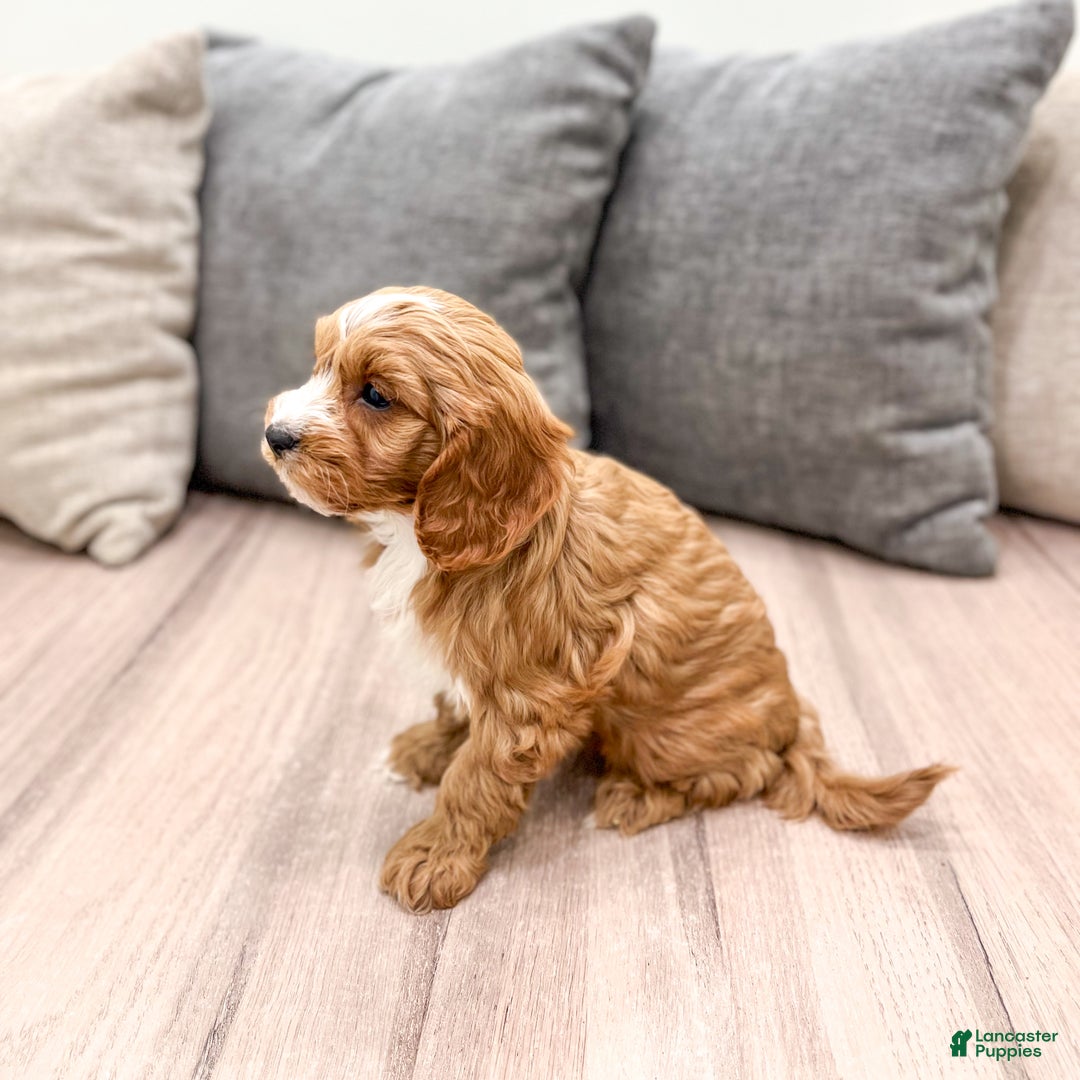 Cavapoo dogs for sale: Rocket - Ad 4