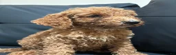 Standard Poodle dogs for sale: Daisy - Ad 4