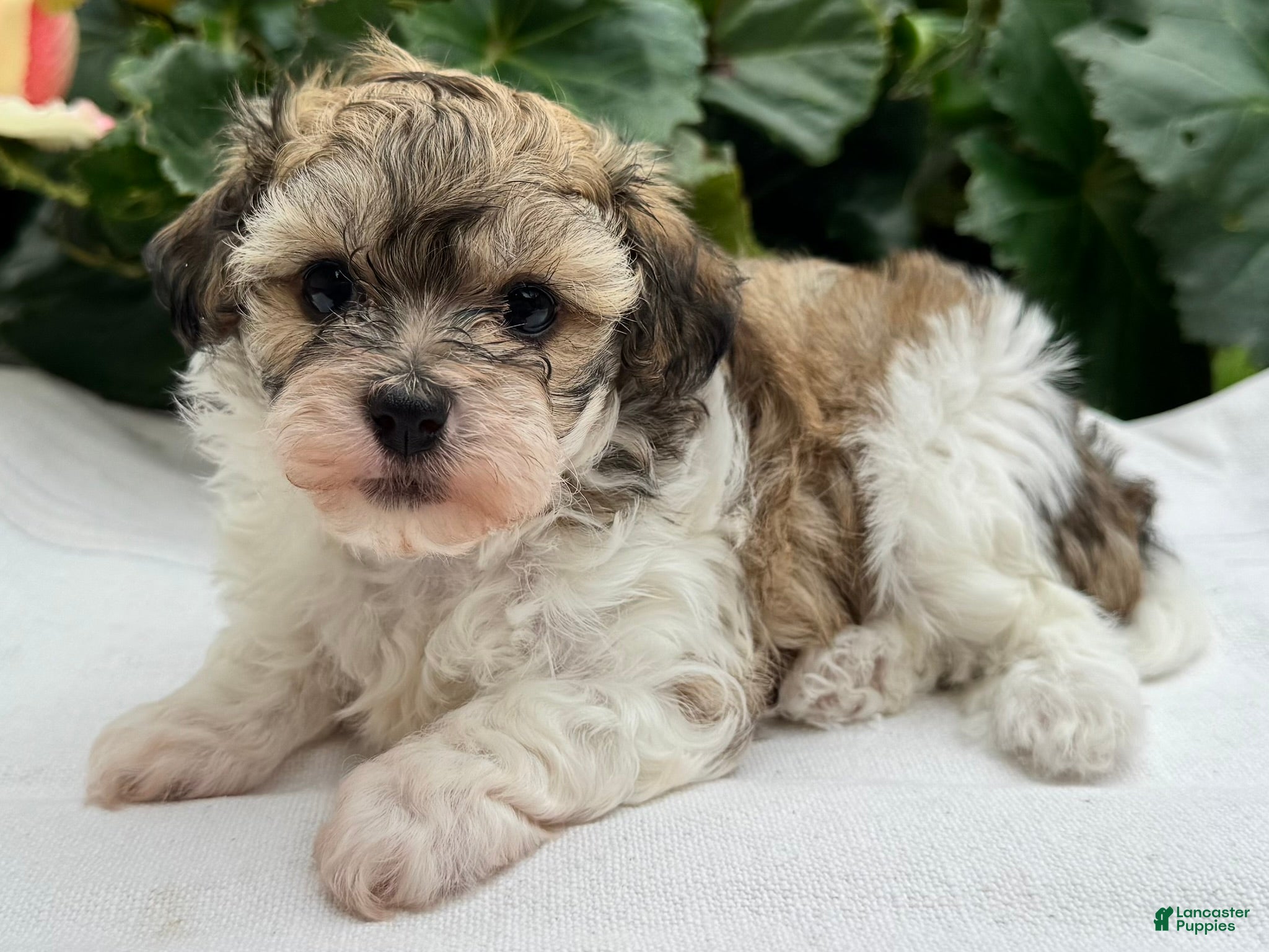 Havapoo dogs for sale: Bianca - Ad 1