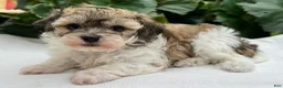 Havapoo dogs for sale: Bianca - Ad 1