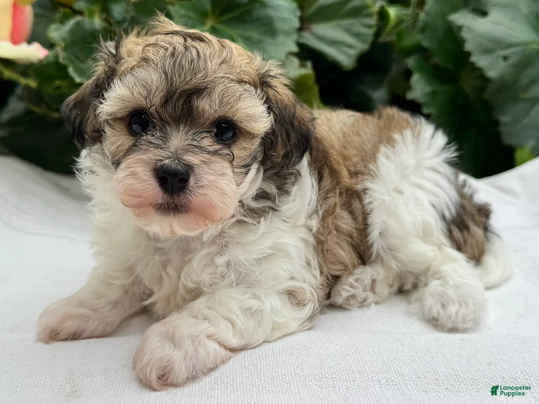 Havapoo dogs for sale: Bianca - Ad 1
