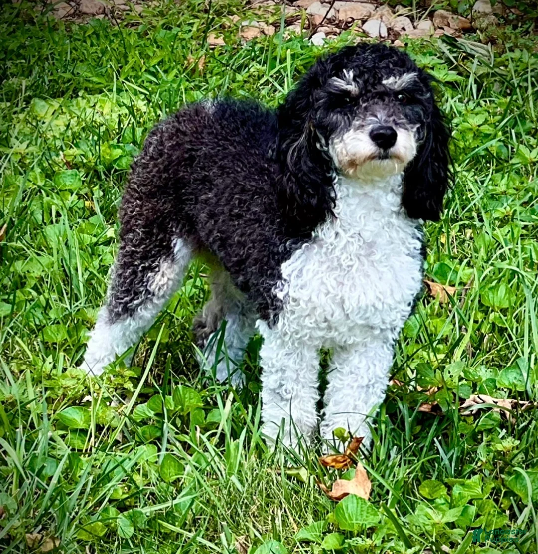 Mini Bernedoodle dogs for sale: Mia - Ad 3