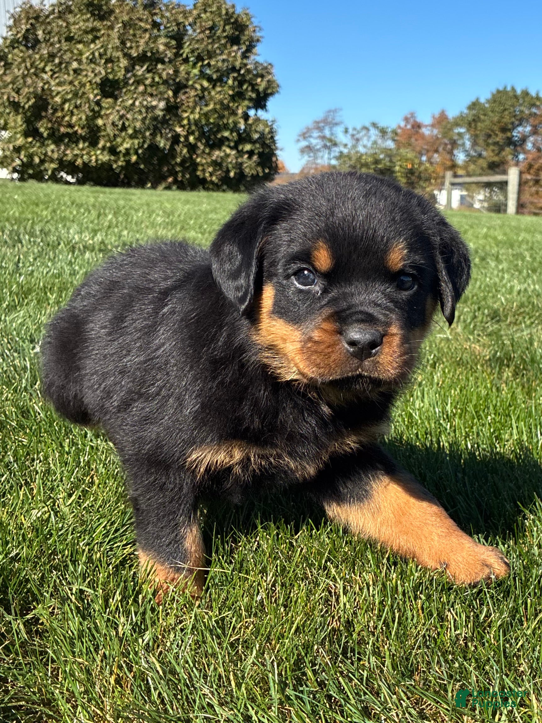 Rottweiler dogs for sale: Roman - Ad 2