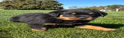 Rottweiler dogs for sale: Roman - Ad 2