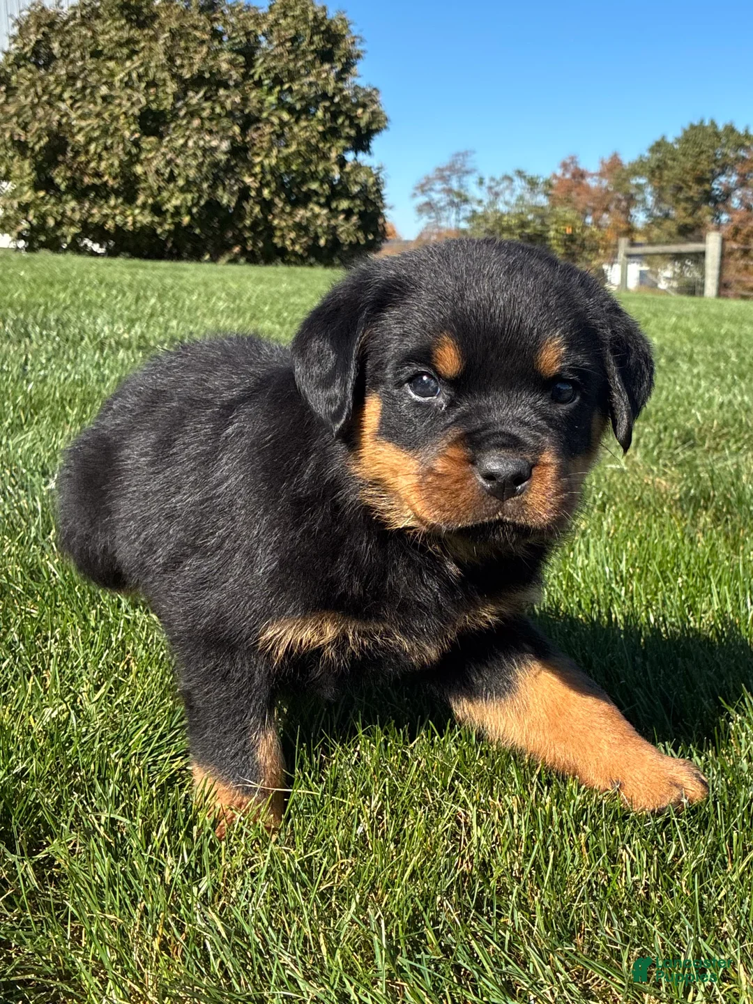 Rottweiler dogs for sale: Roman - Ad 2