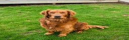 Golden Retriever dogs for sale: Ranger - Ad 5