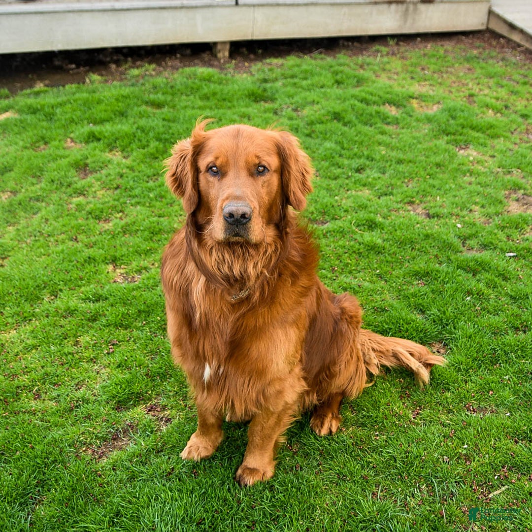 Golden Retriever dogs for sale: Ranger - Ad 5