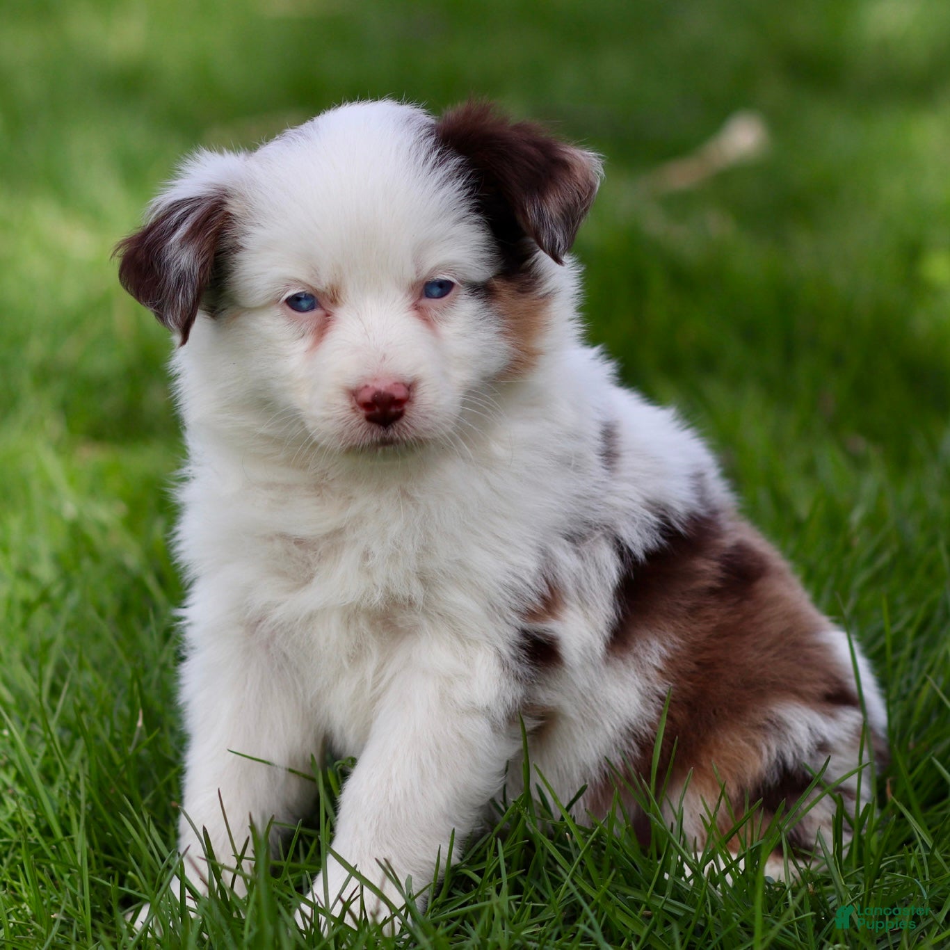 Miniature Australian Shepherd dogs Jane - Ad 2