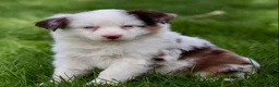 Miniature Australian Shepherd dogs for sale: Jane - Ad 2