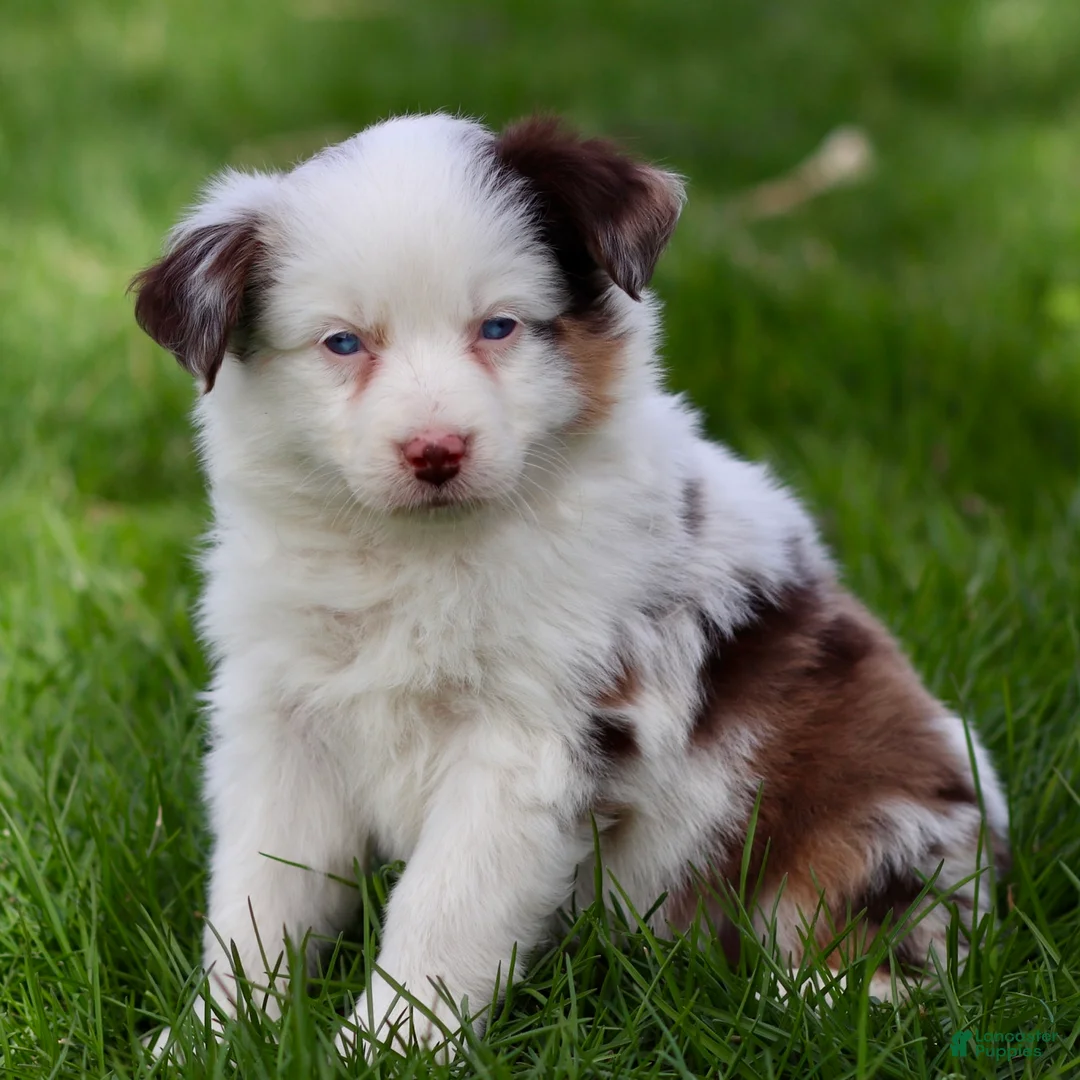 Miniature Australian Shepherd dogs for sale: Jane - Ad 2