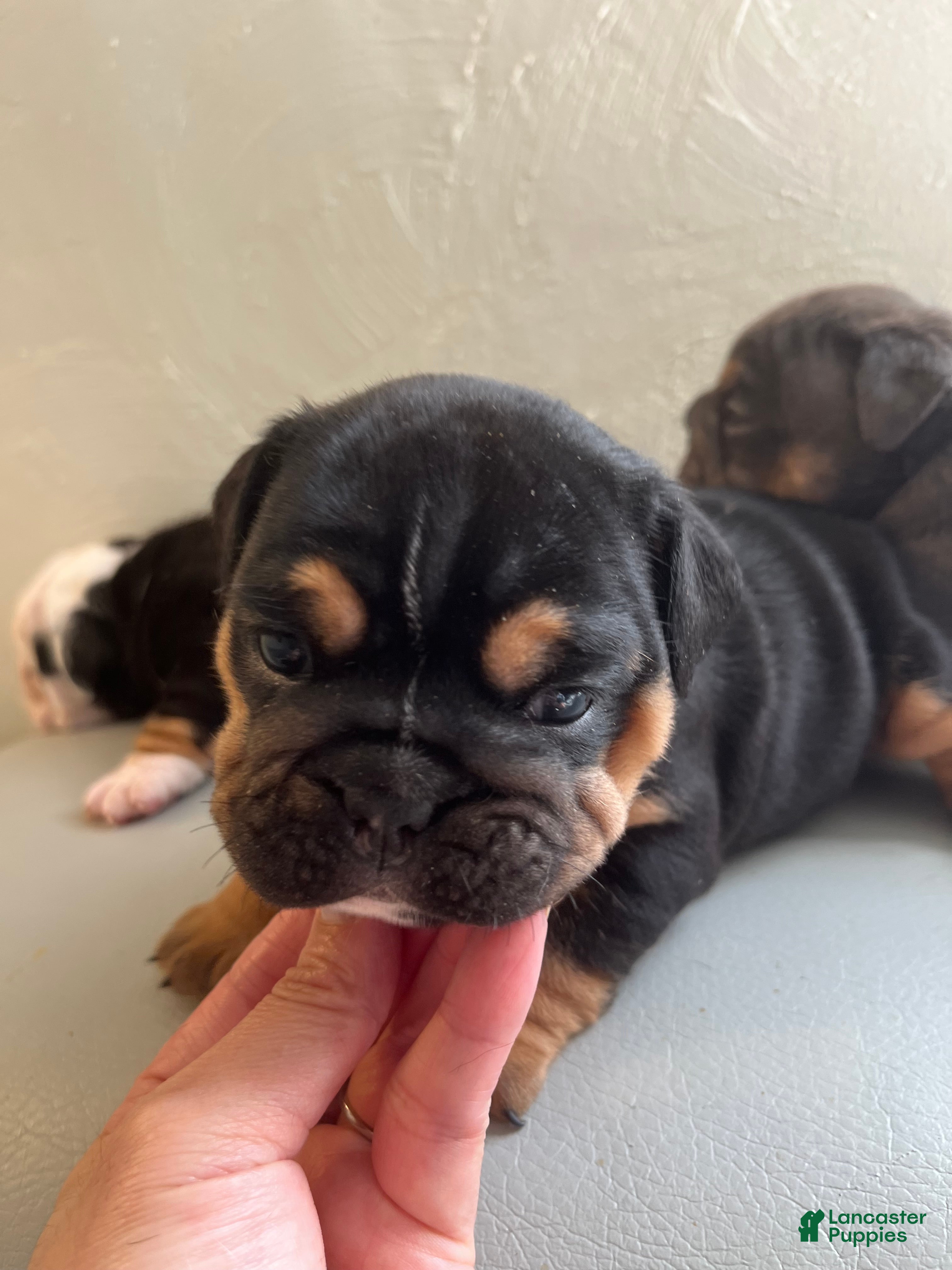 English Bulldog dogs English Bulldog 2 - Ad 14