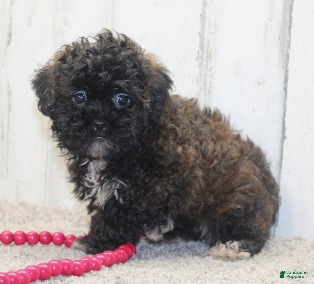 Shihpoo dogs for sale: Candy - Ad 3