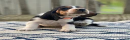 Basset Hound dogs for sale: Basset Hound 1 - Ad 5