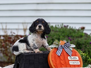 Miniature Dachshund dogs - Ad 38