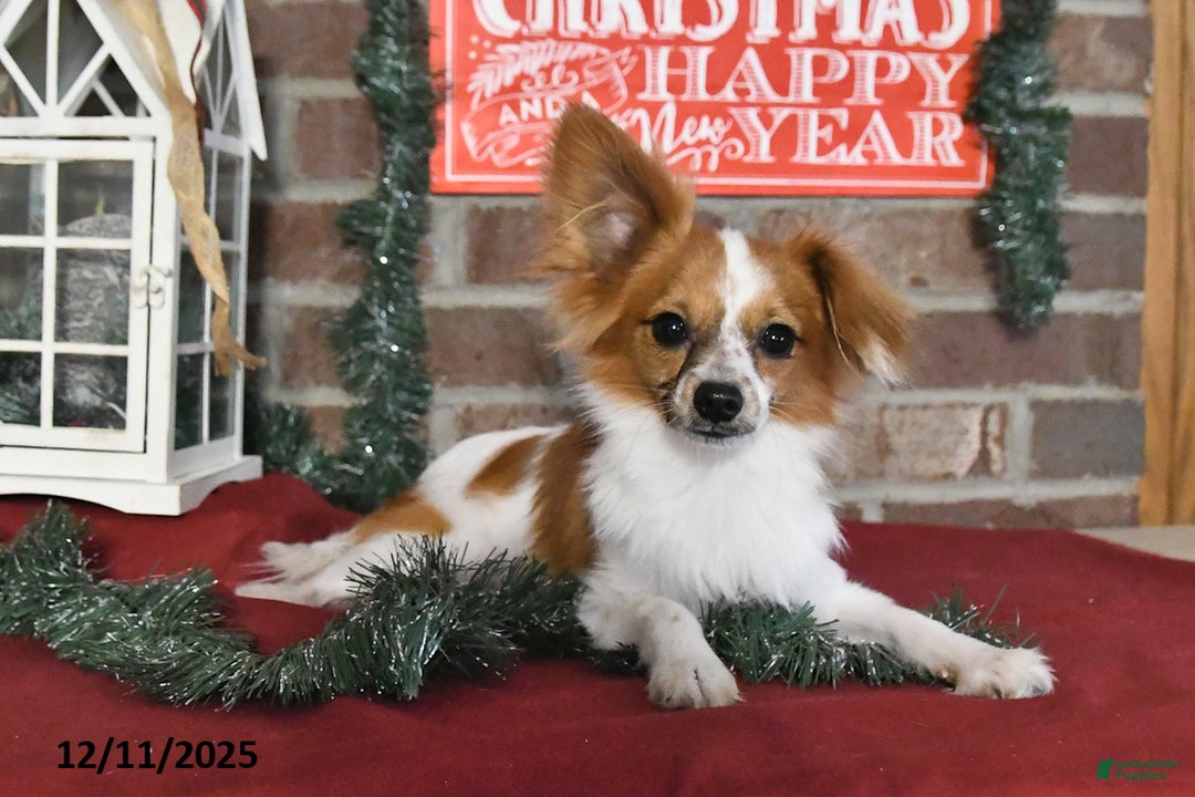 Papillon dogs for sale: Alex - Ad 2