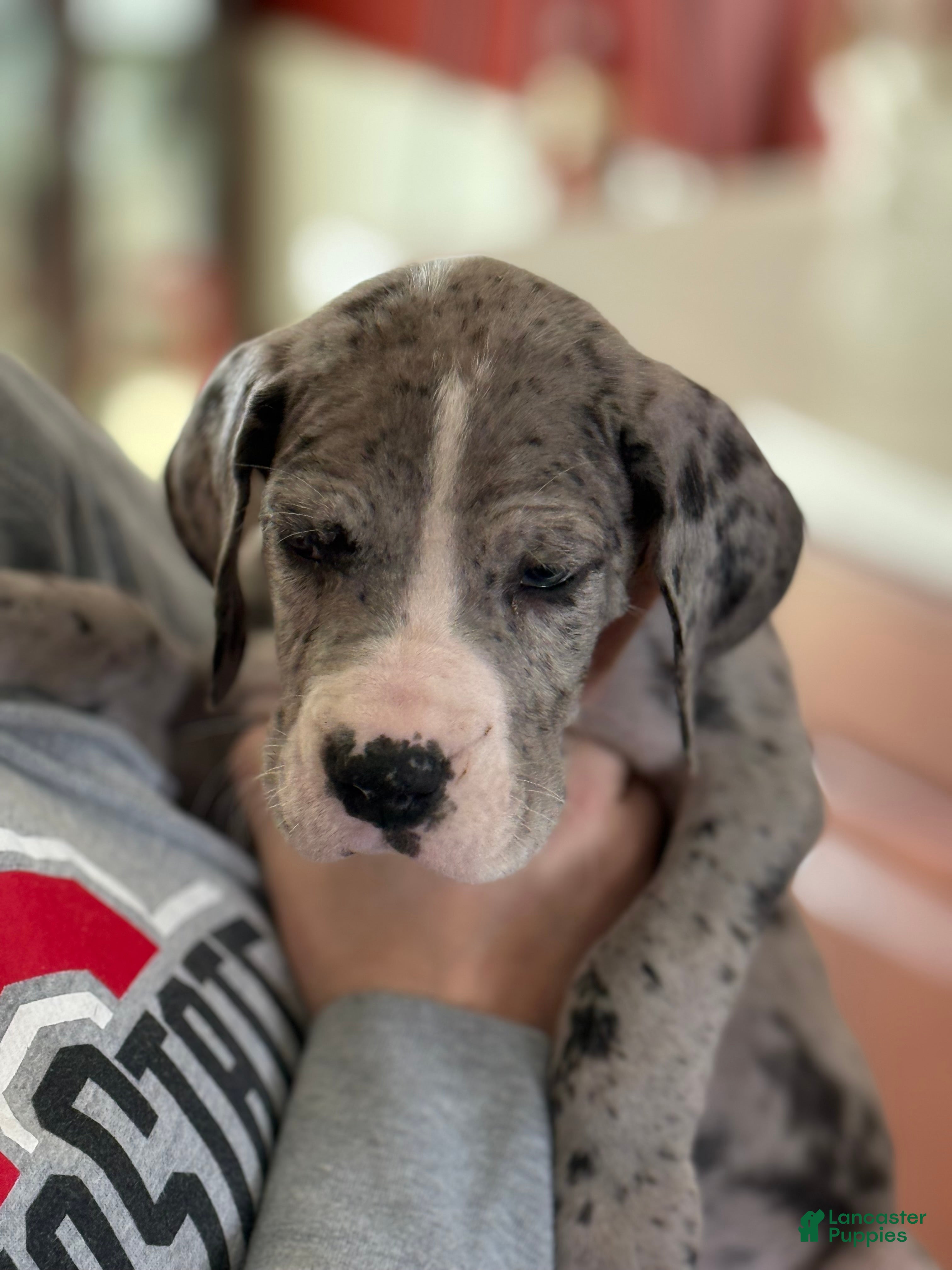 Great Dane dogs Stewart - Ad 32