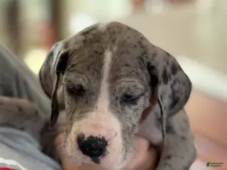 Great Dane dogs Stewart - Ad 32