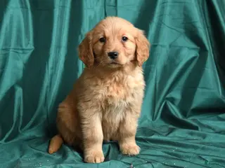 Golden Retriever dogs for sale: Sugar - Ad 3