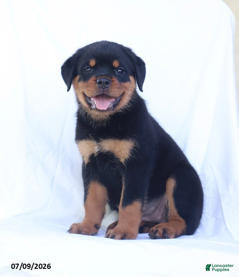 Rottweiler dogs Candy - Ad 2