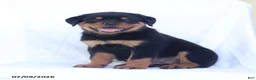 Rottweiler dogs for sale: Candy - Ad 2