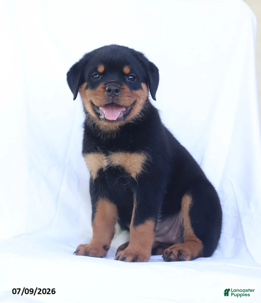 Rottweiler dogs for sale: Candy - Ad 2
