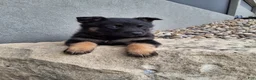 German Shepherd dogs for sale: Sasha - Ad 6