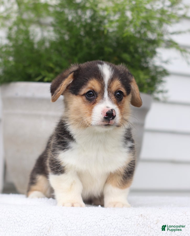 Welsh Corgi Pembroke dogs Todd - Ad 1