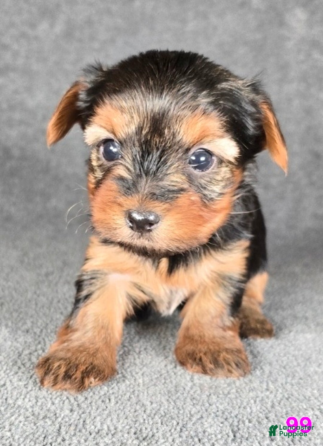 Yorkshire Terrier dogs for sale: 99 - Ad 11