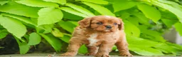 Cavalier King Charles Spaniel dogs for sale: Grady Cavalier King Charles Spaniel  - Ad 7