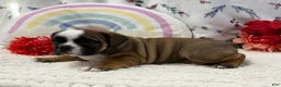 English Bulldog dogs for sale: Lacey - Ad 6
