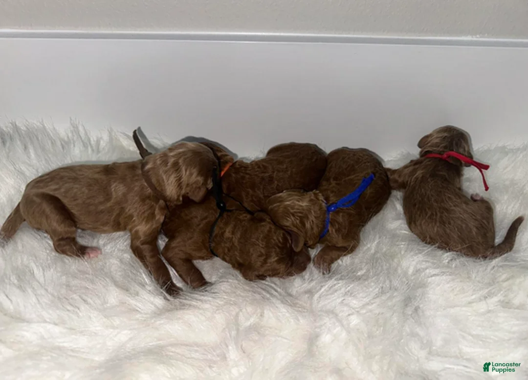 Goldendoodle dogs for sale: Brown - Ad 4