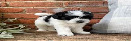 Havapoo dogs for sale: Annie - Ad 4