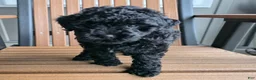 Miniature Poodle dogs for sale: Ruby - House raised House trained - Ad 5